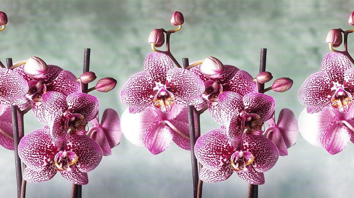 Tappeto cucina antiscivolo Fucsia orchidea